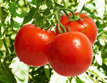 Біодобриво «AgroMax®» Біодобриво «AgroMax®»