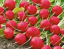 Біодобриво «AgroMax®» Біодобриво «AgroMax®»