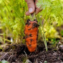 Біодобриво «AgroMax®» Біодобриво «AgroMax®»