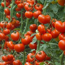 Біодобриво «AgroMax®» Біодобриво «AgroMax®»